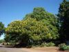 cassia trees bulawayo in april