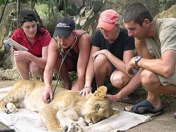 A sick Lion Cub receiving expert attention